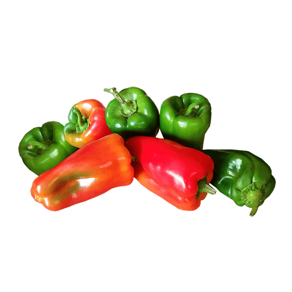 Morbi mattis ipsum sem – Image 4
